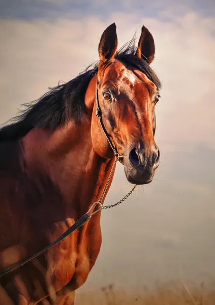 Portrait de merveilleux étalon sportif de baie dans la prairie. — Photo