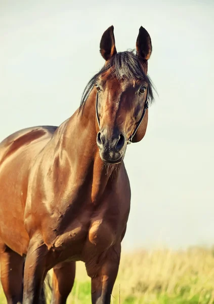 Portrait of wonderful   bay  sportive  stallion in the meadow. — Stock Photo, Image