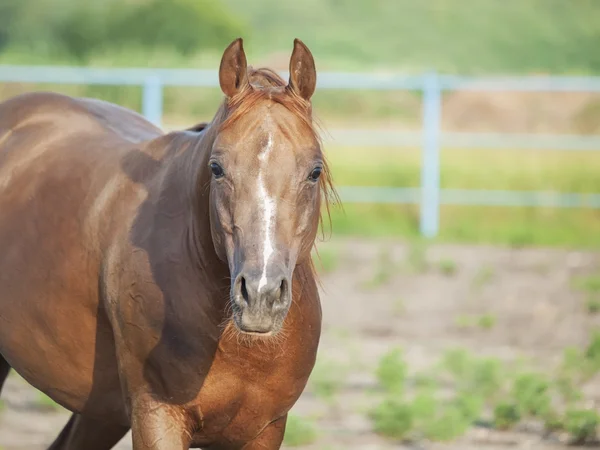 Retrato de bonito caballo de acedera en paddock —  Fotos de Stock