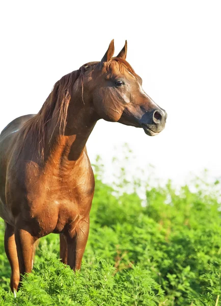 Porträt des schönen Sauerampferpferdes — Stockfoto