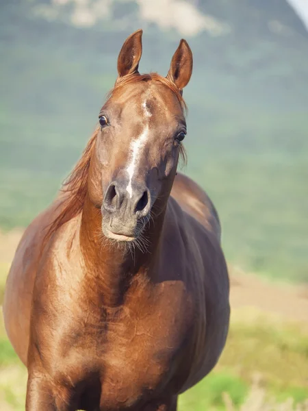 Porträt eines schönen Sauerampferpferdes in Freiheit — Stockfoto