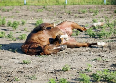  laeing kuzukulağı Arap atı padok içinde