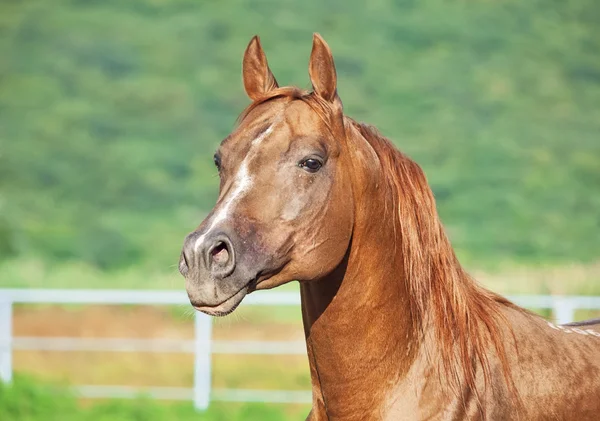 漂亮的栗色马，在自由的肖像 — 图库照片