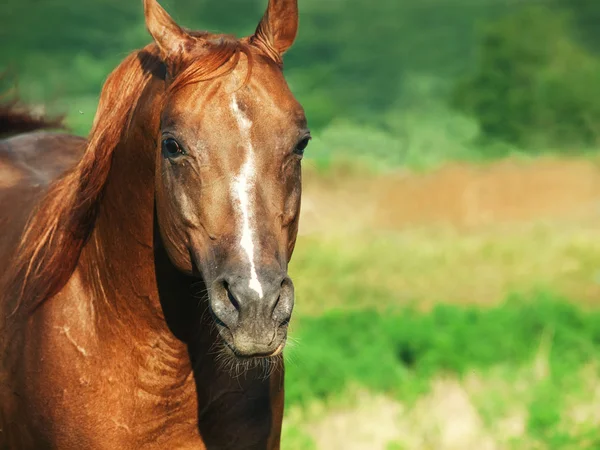 Portret van mooie sorrel paard op vrijheid — Stockfoto