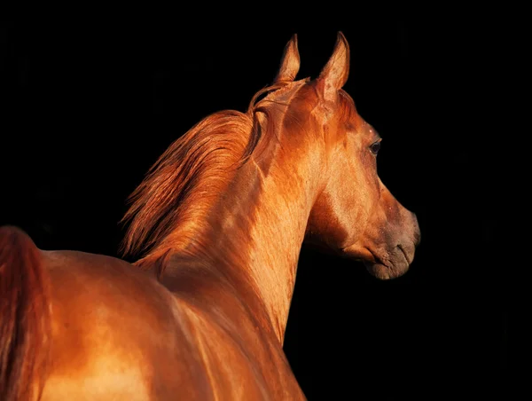 Beautiful sorrel  arabian horse at freedom. isolated at black — Stock Photo, Image