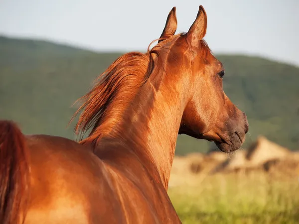 Schöne Sauerampfer arabisches Pferd in Freiheit — Stockfoto