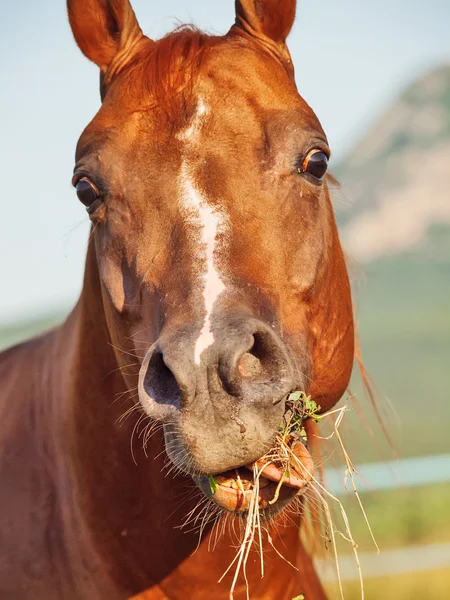 Funny portrait of grazing sorrel  horse — Stock Photo, Image