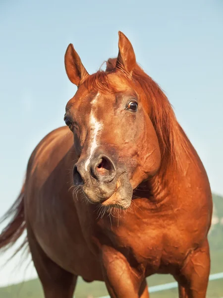 Divertido caballo de acedera en paddock —  Fotos de Stock