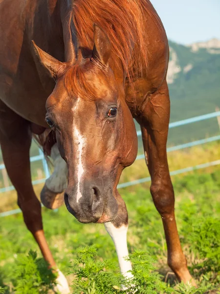 Лошадь в загоне. close up — стоковое фото