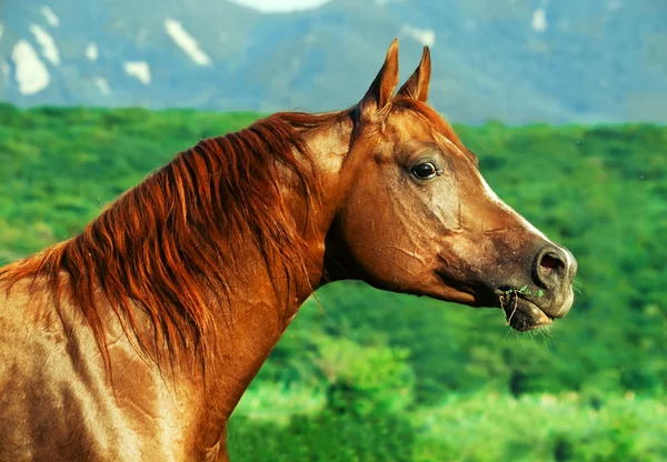 Portrait of beautiful  sorrel  arabian horse at freedom — Stock Photo, Image