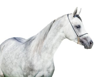 Arap gri colt beyaz izole portresi
