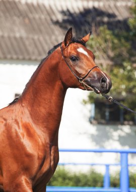 güzel Körfez Arap colt portresi