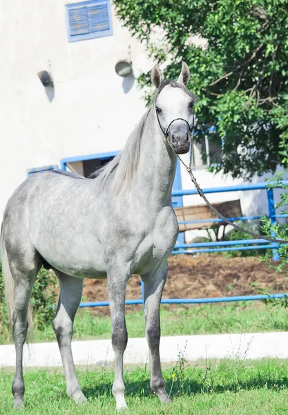 Unga renrasig grå arabian stallion vid stabil bakgrund — Stockfoto
