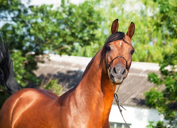 Retrato de belo cavalo de baía em liberdade — Fotografia de Stock