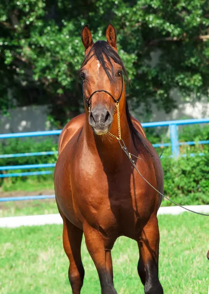Portrait of beautiful arabian stallion — Stock Photo, Image