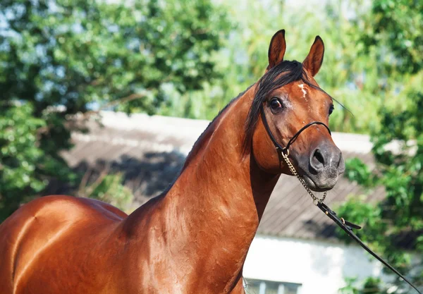 Portrait of beautiful arabian stallion — Stock Photo, Image