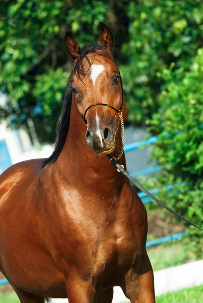 Portrait of beautiful bay young  arabian stallion — Stock Photo, Image