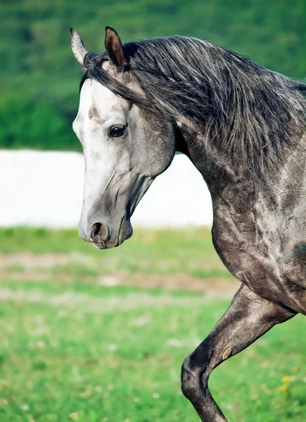 Retrato de caballo árabe de carreras gris en movimiento —  Fotos de Stock