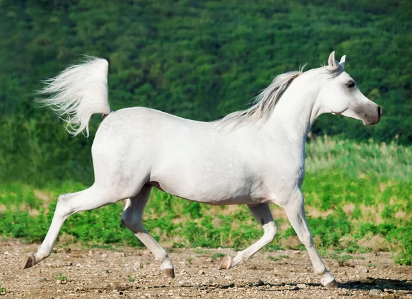 Árabe blanco en movimiento — Foto de Stock