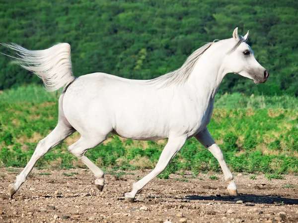 Witte Arabische hengst in beweging op vrijheid — Stockfoto