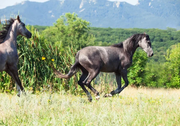 Yeguas árabes corriendo en libertad —  Fotos de Stock