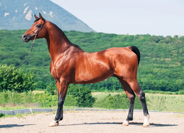 Exterior of beautiful bay arabian stallion — Stock Photo, Image