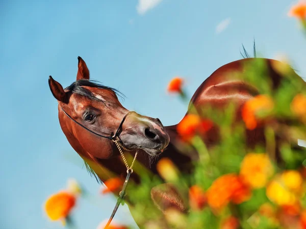 Beautiful bay  arabian stallion and flowers — Stock Photo, Image