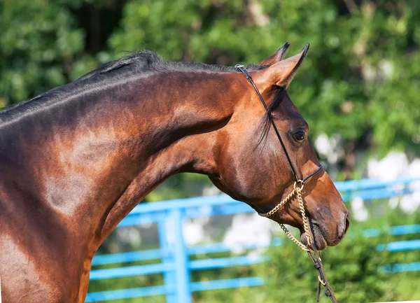 Portrait  of beautiful  bay colt — Stock Photo, Image