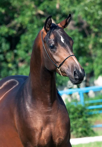 Portrait  of beautiful  bay colt — Stock Photo, Image