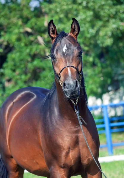 Portrait  of beautiful  bay colt — Stock Photo, Image