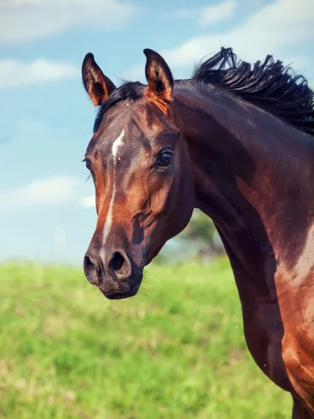 Portrait of wonderful bay  arabian colt in movement — Stock Photo, Image