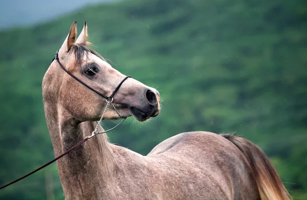 Portrait of beautiful  young gray arabian stallion — Stock Photo, Image