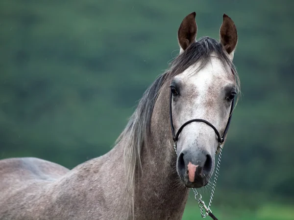 Portret van mooie jonge grijze Arabische hengst — Stockfoto