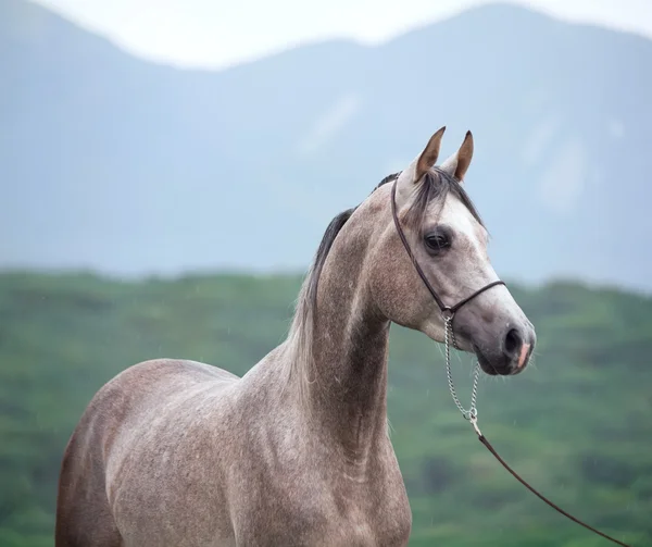 Πορτρέτο του όμορφα μικρά γκρι arabian επιβήτορα — Φωτογραφία Αρχείου