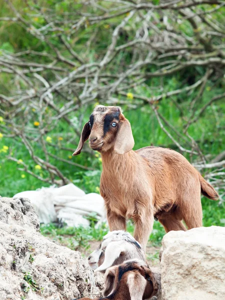 Bambini in libertà — Foto Stock