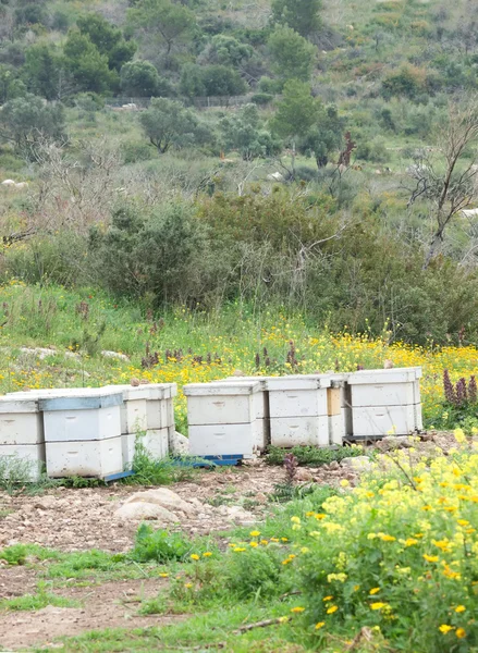 Wooden beehives with active honey bees — Stock Photo, Image