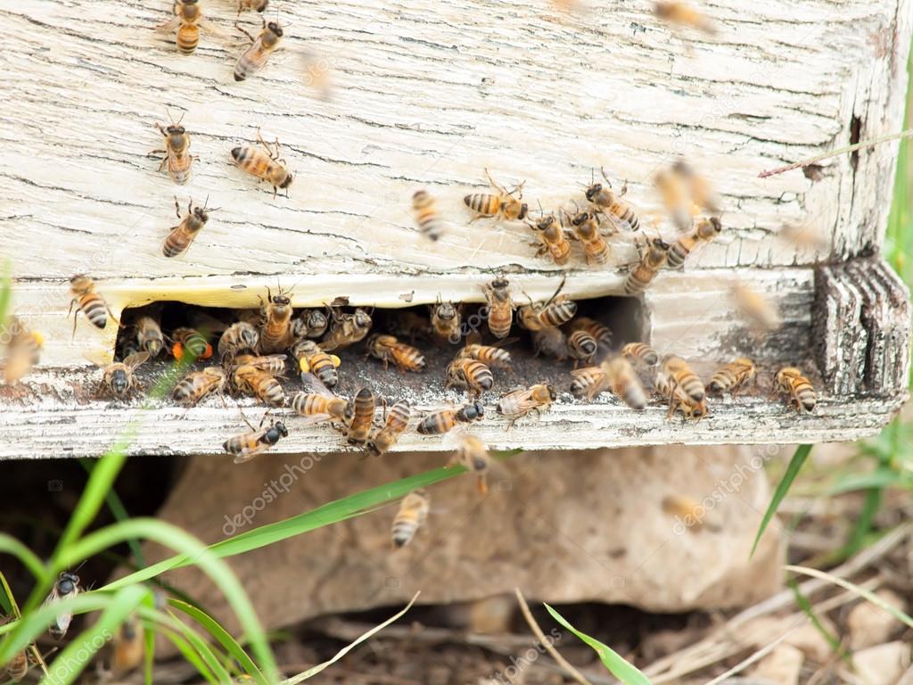 Bees at  hive entrance.
