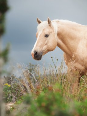 Palomino aygır quarterhorse cins, özgürlük. 