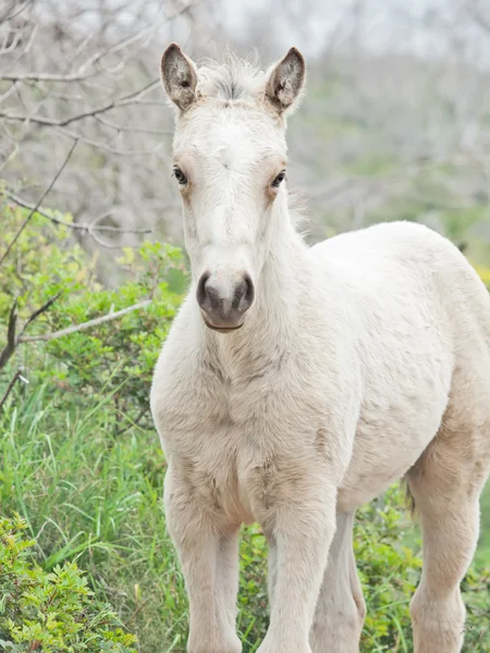 山で自由にクリーム色の子馬. — ストック写真