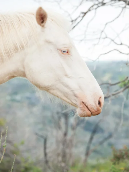 Porträtt av albino häst — Stockfoto