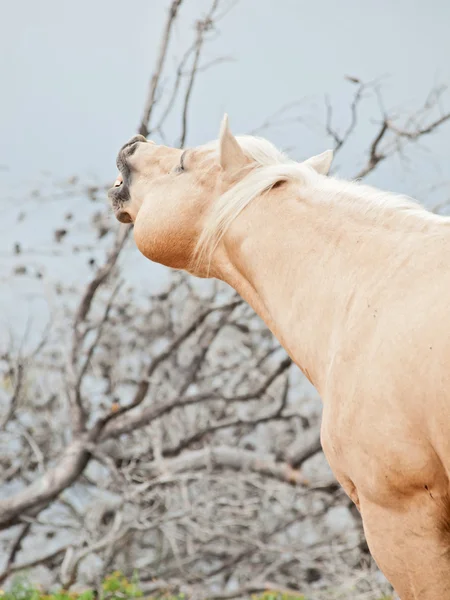 Beautiful palomino stallion of quarterhorse breed — Stock Photo, Image