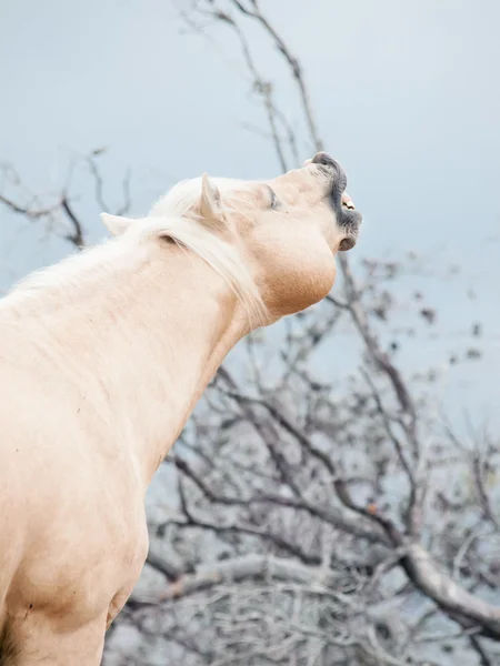 Vackra palomino hingst quarterhorse ras — Stockfoto