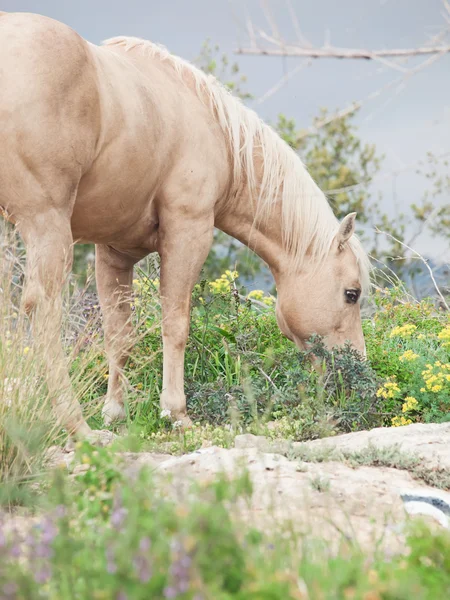 Pascolo bello stallone palomino di razza quarterhorse — Foto Stock