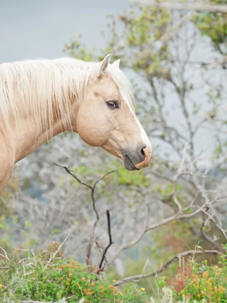 Porträtt av palomino hingst quarterhorse ras — Stockfoto