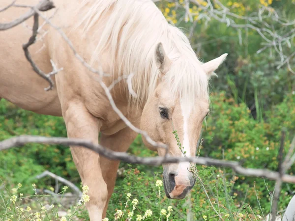 Retrato de garanhão palomino da raça de quarterhorse . — Fotografia de Stock