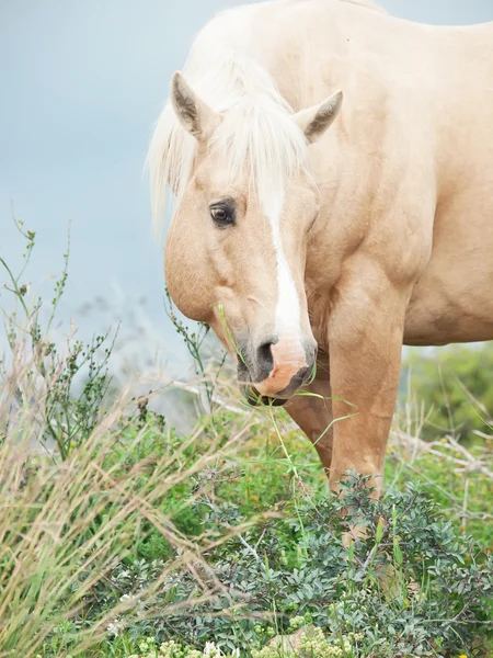 Portrait of palomino stallion of quarterhorse breed. — Stock Photo, Image
