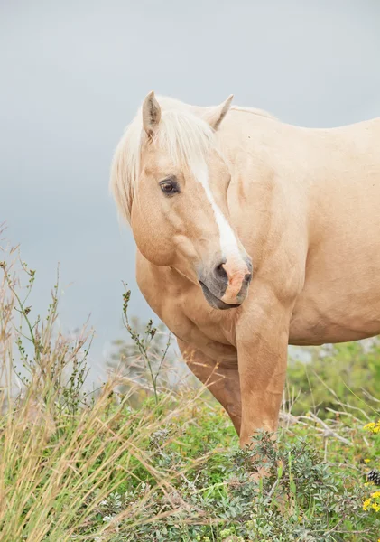 Retrato de garanhão palomino da raça de quarterhorse — Fotografia de Stock
