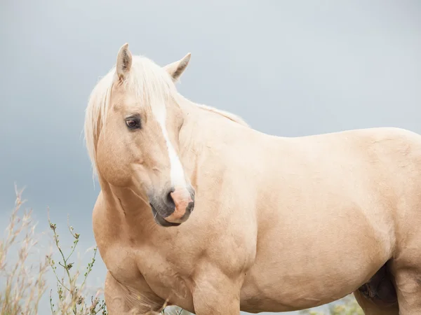 Palomino ogier rasy quarterhorse. — Zdjęcie stockowe