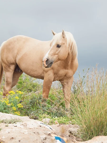 Stallone palomino di razza quarterhorse . — Foto Stock