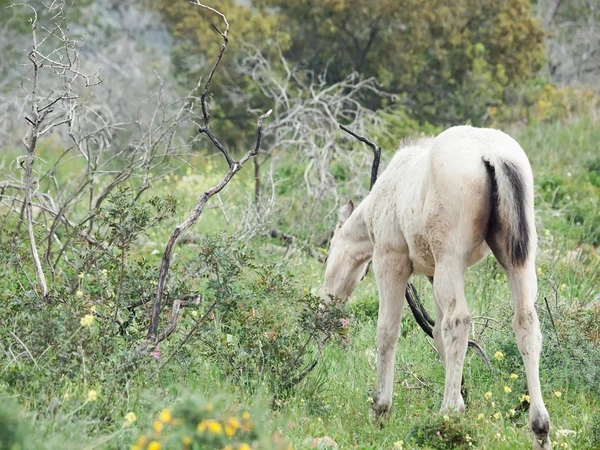 Potro crema a la libertad en la montaña. Israel —  Fotos de Stock